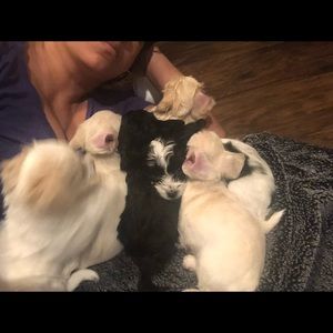 Meet your Posher, Joseph